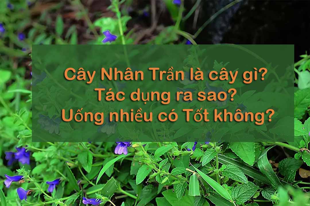 Cay-nhan-tran-0